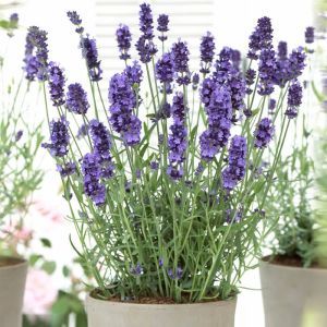 Lavender Hidcote  Pot