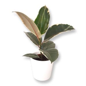 Ficus elastica Tineke 12 cm