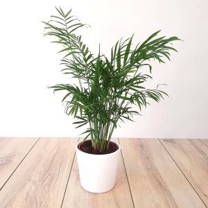 Palm Chamaedorea elegance 9 cm