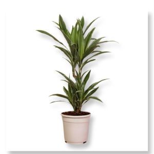 Dracaena De Warneckei