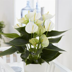 Anthurium wit