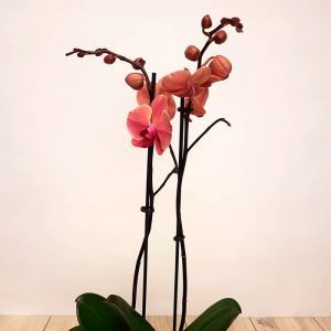 Orchidée Phalaenopsis Peach