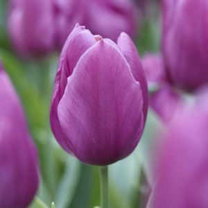 Tulip Purple Prince 11/12 x 10
