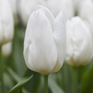 Tulip White Prince 11/12 x 10