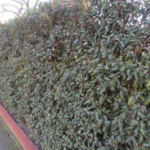 Prunus lusitanica angustifolia Hedge