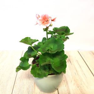 Pelargonium zonale Pink 10 cm Pot