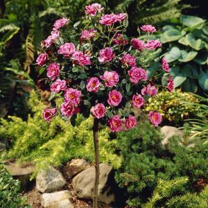 Rosa lilac(Pink 19 cm pot)