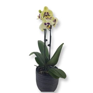 Phalaenopsis bicolor