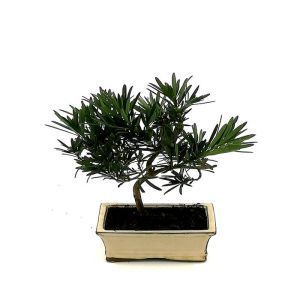 Bonsai Podocarpus 15 cm
