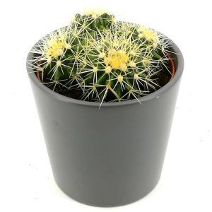Echinocactus Cactus Grusonii