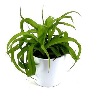 Chlorophytum bonnie Green