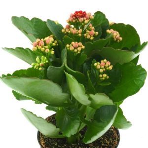 Kalanchoe Red