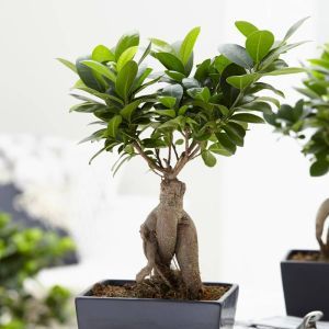 Bonsaï Ficus Ginseng
