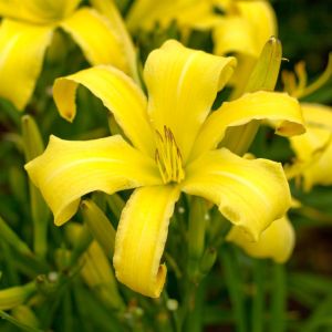 Hemerocallis Lemon Madeline