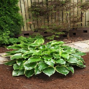 Hosta Sugar and Spice
