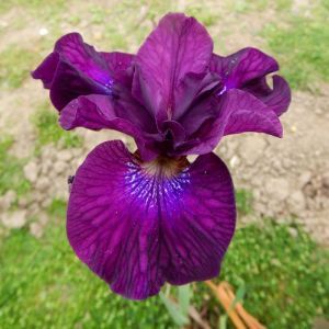 Iris sibirica Devils Dream