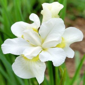 Iris Sibirica Ester C.D.M.