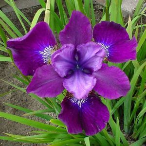 Iris sibirica Ewen x 3
