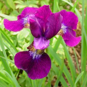 Iris sibirica Hubbard x 3