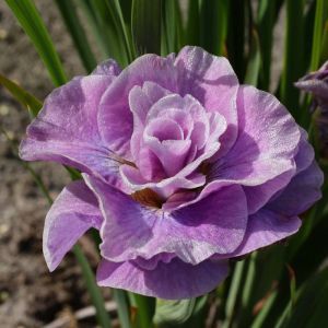 Iris sibirica Pink Parfait x 3