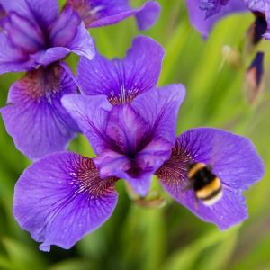 Iris sibirica Reprise x 3