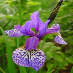 Iris sibirica Shaker's Prayer x 3