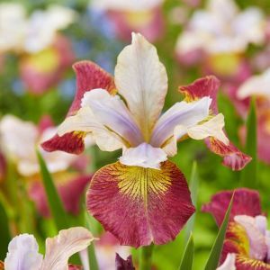 Iris sibirica Sugar Rush