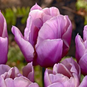Tulipe Holland Beauty x 10