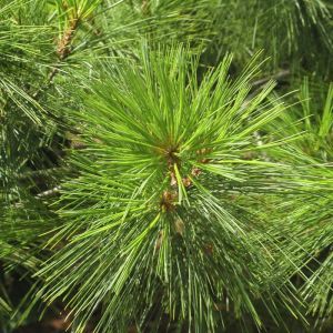 Pinus strobus v2