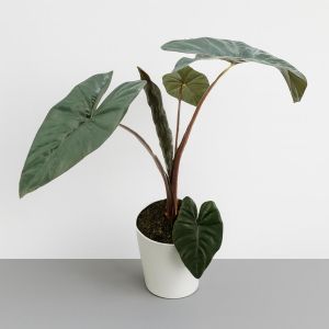 Alocasia yucata princess p17 prod