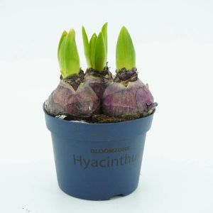 Blauwe Hyacinthen op pot x 3