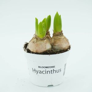 Witte Hyacinthen op pot x 3