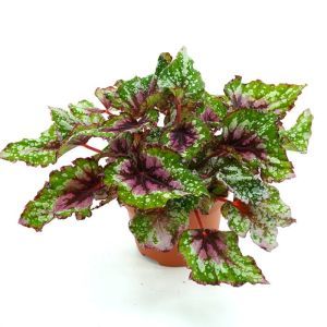 Begonia bi-colour