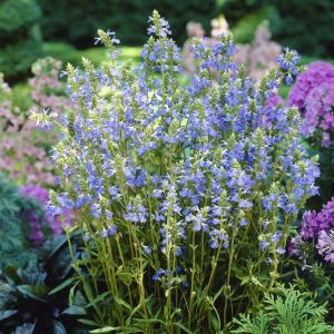 Salvia uliginosa