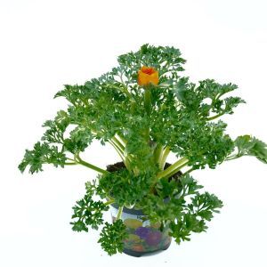 Orange ranunculus