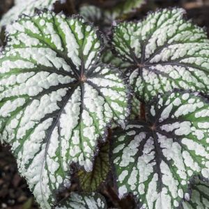 Begonia rex Jurassic Green Streak