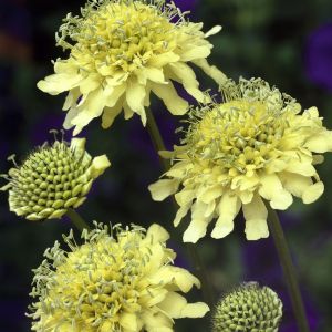 Scabiosa ochroleuca