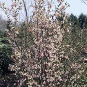 Viburnum x bodnantense Charles Lamont