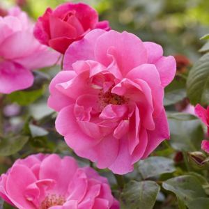 Rosa Speel Rose (Floribunda Pink)