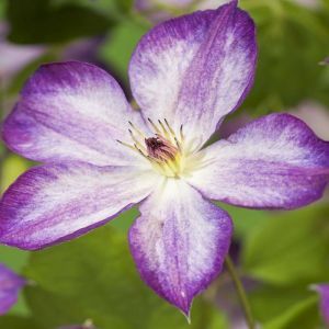 K101.13760 Clematis Pernille