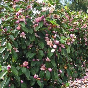 Magnolia Fairy Magnolia Blush 9 cm pot