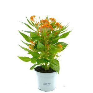 Celosia Cristata Orange 12 cm Pot