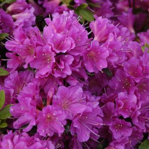 Rhododendron Geisha lilac