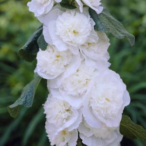 Alcea rosea double white