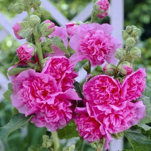 Alcea rosea Chater's Double pink