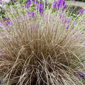 Carex comans Bronco
