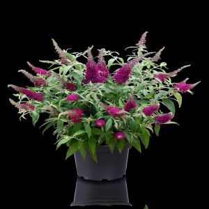 Buddleja Sugar Plum  1