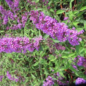 Buddleja davidii Border Beauty