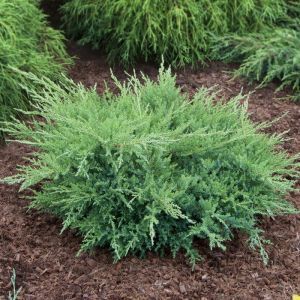 Juniperus pfitzeriana Compacta 9 cm pot