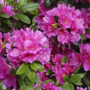 Rhododendron Geisha purple